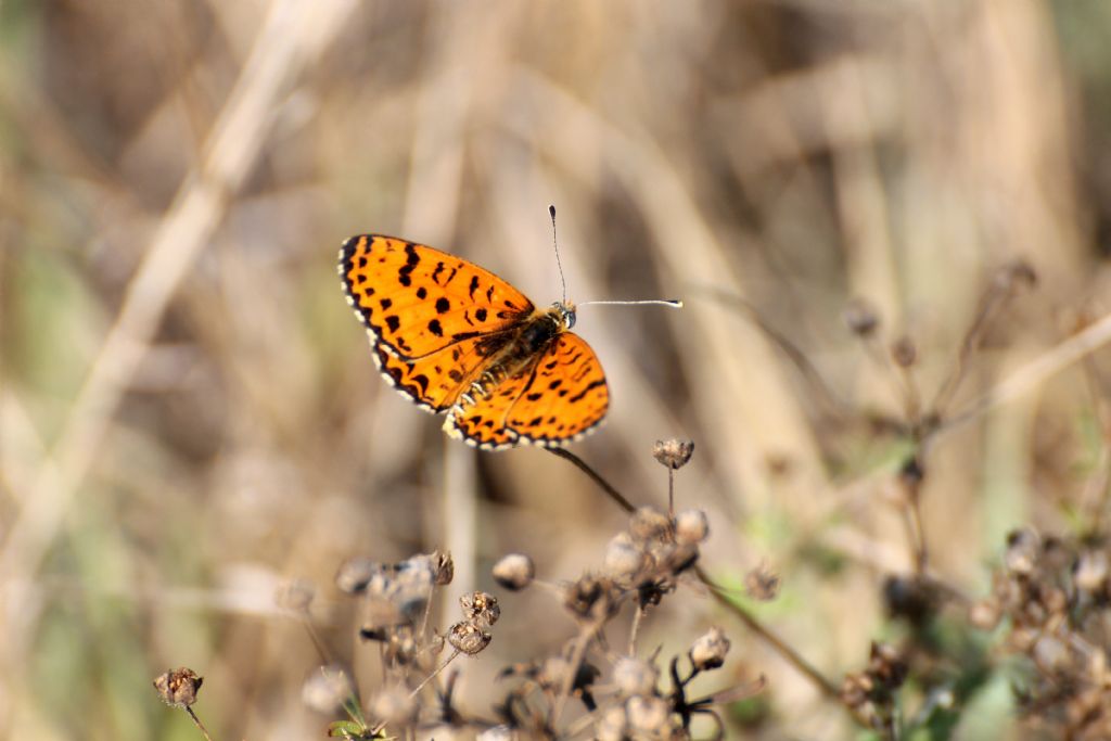 Tutte Melitaea didyma? S